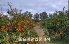 오일장신문