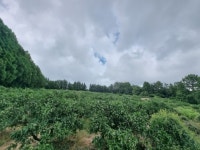 오일장신문닷컴