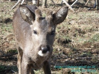 노루생태관찰원>커뮤니티>포토갤러리 - 제주시