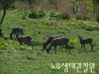 노루생태관찰원>커뮤니티>포토갤러리 - 제주시