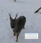 노루생태관찰원>커뮤니티>포토갤러리 - 제주시