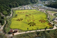 축제/행사 > 정읍구절초꽃축제 > 구절초공원 > 구절초풍경보기 게시판 글보기