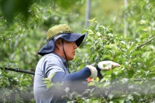 현장스케치(2020년 이전) - 정선군 농촌일손돕기 상세화면 | 정선열린군수실 > 일하는 정선군수 > 현장스케치(2020년 이전)