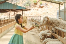 정선 사진 여행 - 정선양떼목장 상세화면 | 정선관광 > 여행정보 > 정선 사진 여행