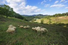 관광명소 | 정선관광 > 정선여행 > 관광명소 > 정선 양떼목장