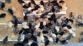 알뜰장터 - 청계닭정선농장에 건강한청계병아리 주문 받습니다!!! 상세화면 | 정선군청 > 열린군정 > 참여소통 > 군민소통 > 알뜰장터