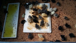 알뜰장터 - 청계닭,부화용,병아리 주문 받습니다!! 상세화면 | 정선군청 > 열린군정 > 참여소통 > 군민소통 > 알뜰장터