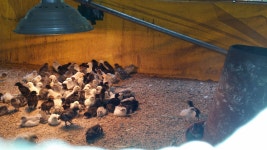 알뜰장터 - 청계닭,부화용,병아리 주문 받습니다!! 상세화면 | 정선군청 > 열린군정 > 참여소통 > 군민소통 > 알뜰장터