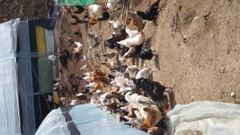 알뜰장터 - 청계닭정선농장에 건강한병이리 분양합니다!!! 상세화면 | 정선군청 > 열린군정 > 참여소통 > 군민소통 > 알뜰장터