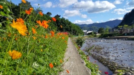 자유게시판 - 예미의림길 마을(신동읍 예미1리) 의림천 뚝방 꽃길과 하이원 가는 꽃길 소개 상세화면 | 정선군청 > 열린군정 > 참여소통 > 군민소통... 