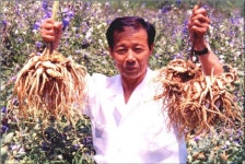 [기획특집] 50년 집념의 결실 장생도라지 사람위한 생명과학 선도한다 - 전국매일신문 - 전국의 생생한 뉴스를 ‘한눈에’ [기획특집] 50년... 