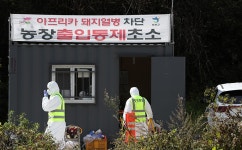 돼지열병 우려로 돼지 재사육 제동…양돈농장 울상 - 전국매일신문... 뉴스를 ‘한눈에’ 돼지열병 우려로 돼지 재사육 제동…양돈농장 울상