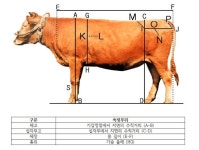 강원축산기술연구소, 한우 유전적 개량 연구 성과 발표 - 전국매일신문 - 전국의 생생한 뉴스를 ‘한눈에’ 강원축산기술연구소, 한우 유전적... 