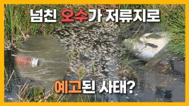 JIBS | 전체 뉴스기사 [자막뉴스] 서귀포서 넘친 오수가 저류지로...LH에 비용 청구도 검토