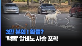 JIBS | 전체 뉴스기사 [영상] 3만 분의 1 확률?.. 백록 알비노 사슴 제주서  포착