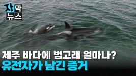 JIBS | 전체 뉴스기사 [자막뉴스] 제주바다에 범고래 얼마나?...유전자가 남긴 증거