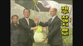 JIBS | 전체 뉴스기사 미국으로 이민보내진 제주 왕벚나무 어떻게 살고 있을까?