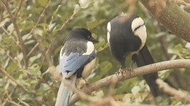 JIBS | 전체 뉴스기사 길조에서 천덕꾸러기로.. 까치에 골머리 앓는  제주