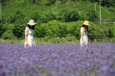 진안군청 : 소통/참여 > 지역소식 > 보도자료 상세보기