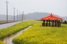 진도읍 전두~한의간 유채밭길 놀러 오세요 | 상세 | 포토갤러리 : 진도군청