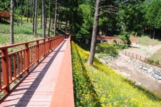 편백숲 산림욕장 개장 | 상세 | 공지사항 : 진도군청