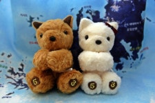 목록 | 진도개 홍보갤러리 : 진도군청