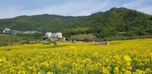 노란 유채꽃이 드넓게 펼쳐진 진도아리랑마을로 오세요 | 상세 | 군정소식 : 진도군청