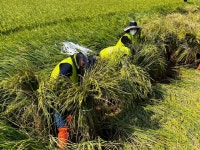 진도군, 제11호 태풍 ‘힌남노’ 피해농가 일손 돕기 추진 | 상세 | 군정소식 : 진도군청