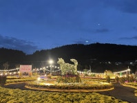 진도군, 국화전시회 야간개장으로 인기몰이 | 상세 | 군정소식 : 진도군청