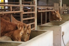 ■ 진도 아성 농장/아성 축사 매매합니다! ■ (사진 有) | 상세 | 벼룩시장 : 진도군청