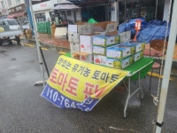 7월 7일 진도 장날, 산해농원 대박 토마토로 모두 대박나세요~ | 상세 | 벼룩시장 : 진도군청