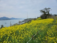 2024년4월6일 모도 소망의 길 답사 1편. | 상세 | 자유게시판 : 진도군청