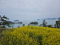 하늘과 바다 그리고 유채꽃(4월8일) | 상세 | 자유게시판 : 진도군청
