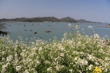 유채꽃이 진 모도 소망의 길은! | 상세 | 자유게시판 : 진도군청