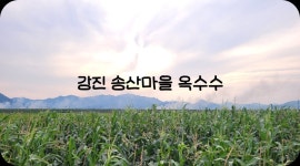 강진 송산마을 찰옥수수 | 상세 | 벼룩시장 : 진도군청