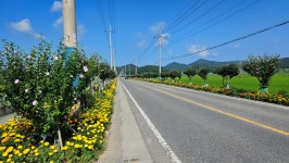 조금리 무궁화꽃 길. | 상세 | 자유게시판 : 진도군청