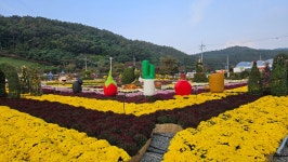 아름다운 산들과 어우러진 국화축제장 | 상세 | 칭찬합시다 : 진도군청