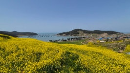 4월 중순 완도 지인 사진 청산도 | 상세 | 자유게시판 : 진도군청