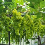 [산해농원] 올해 첫 수확!! 진도에서 유일한 씨 없는 청포도 맛 보세요~ | 상세 | 벼룩시장 : 진도군청