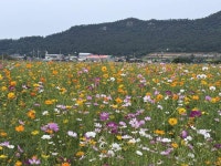 아리랑마을 관광지에 코스모스가 아름답게 피었습니다!! | 상세 | 자유게시판 : 진도군청