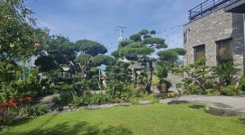 진주정원 - 백송