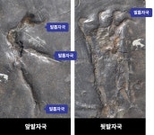 익룡 화석관 | 진주익룡발자국전시관 진주익룡발자국전시관