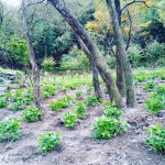 월아산 우드랜드 : 갤러리 월아산 숲속의 진주