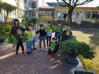 학교소식 > 전체 > 금악초, 새싹 농부들이 우영팟에서 배추를 수확했어요. | 제주교육소식