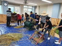 학교소식 > 유치원/초등학교 > 함덕초 선인분교장, 벼수확행사 실시 | 제주교육소식