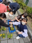 학교소식 > 유치원/초등학교 > 삼화초, 코로나 블루를 이기는 희망의 꽃 심기 실시 | 제주교육소식