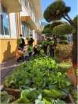 학교소식 > 유치원/초등학교 > 금악초, 직접 키운 우영팟 배추가 우리의 밥상에! | 제주교육소식
