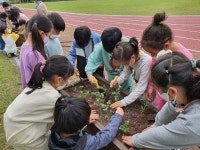 학교소식 > 유치원/초등학교 > 의귀초, 생태환경교육 프로그램 학교텃밭 가꾸기 활동 전개 | 제주교육소식