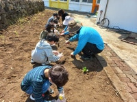 학교소식 > 유치원/초등학교 > 창천초, 땀방울로 텃밭을 일구다. | 제주교육소식