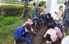 학교소식 > 유치원/초등학교 > 흥산초, 흥산살이 고구마 줄기 심기 활동 실시 | 제주교육소식